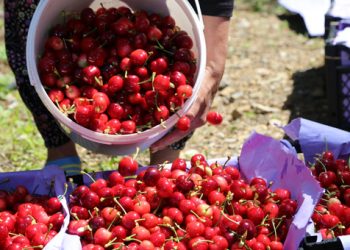 Antalya’da erkenci kirazın hasadı başladı