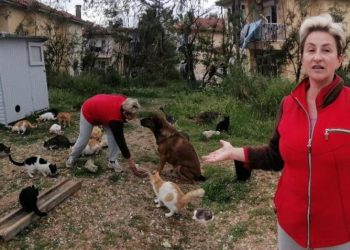 Antalya’da Rus gelin, tek başına 250 kediyi sahiplendi