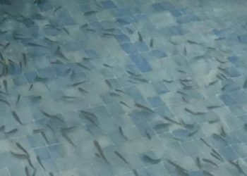 ‘Doktor balıklar’ o ilimizde