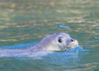 Fokların geleceği korumamıza bağlı