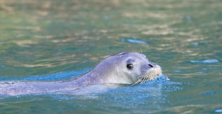 Fokların geleceği korumamıza bağlı