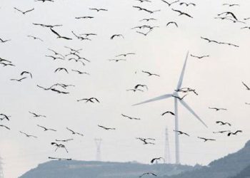 Göçmen kuşlar, depremin yıktığı Hatay’dan Türkiye’ye giriş yapıyor