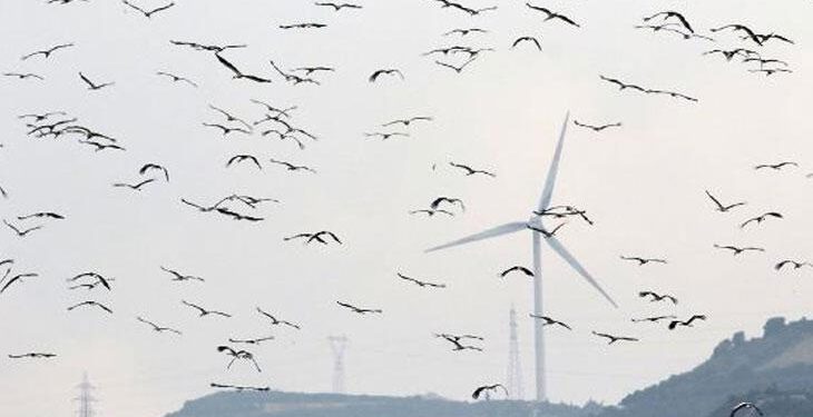 Göçmen kuşlar, depremin yıktığı Hatay’dan Türkiye’ye giriş yapıyor