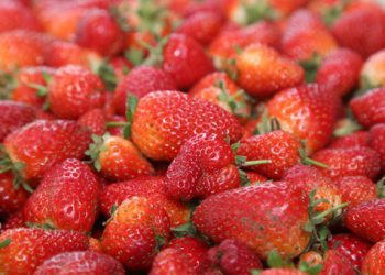 Ordulu çilek üreticileri talebe yetişemiyor