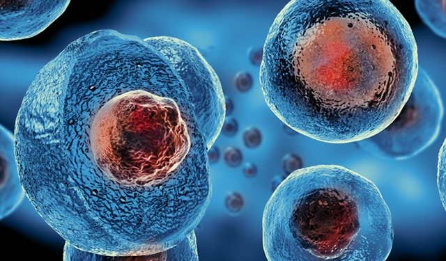 Oruç tutmanın kök hücreler üzerindeki etkisi