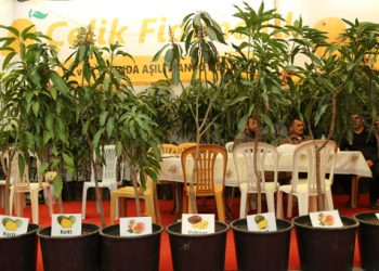 Tanesi 30 lira! Kapış kapış satılıyor…