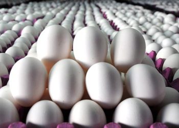 Tavuk yumurtası üretimi arttı