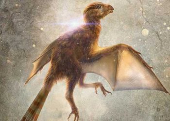 Yarasa kanatlı yeni bir dinozor türü keşfedildi