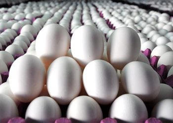 Yumurta hakkında önemli iddia: Aslında fark yokmuş