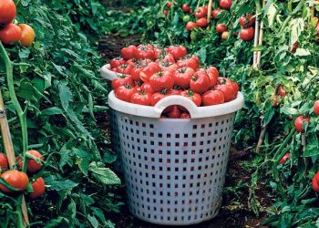 100 adımda domates fiyatı 2 katına çıkıyor