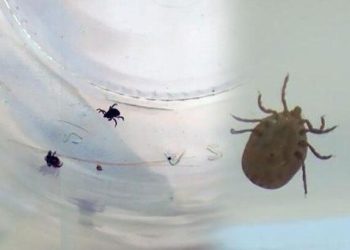 Karadeniz uyarısı: Sahildeki kenelerin cinsi farklı