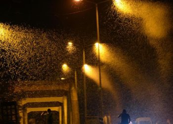 Kelebeklerin ölüm dansı! Milyonlarcası böyle görüntülendi