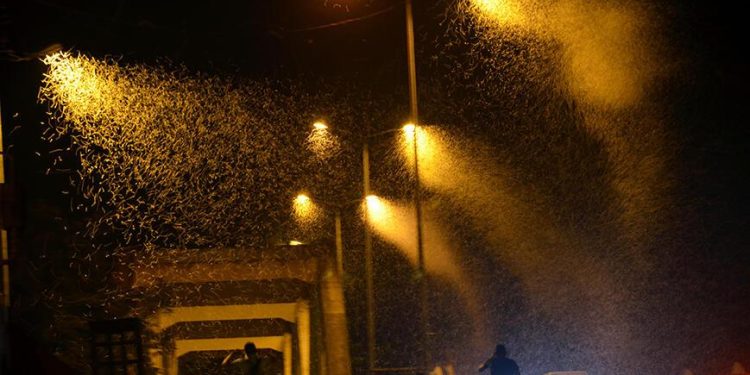 Kelebeklerin ölüm dansı! Milyonlarcası böyle görüntülendi