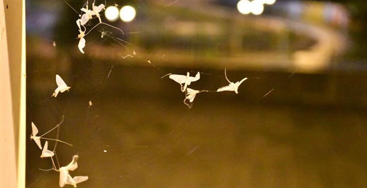 Üç gün önce başladı birkaç gün daha sürecek! ‘Ölüm dansı’