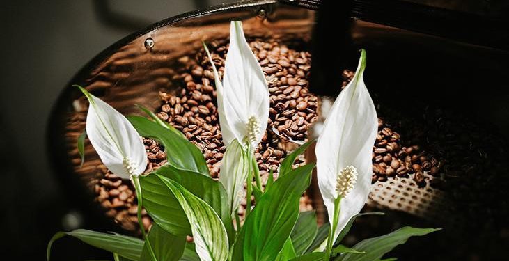 Ev bitkilerinde kahveden gübre mucizesi! Bitkilerdeki mantarı yerle bir ediyor