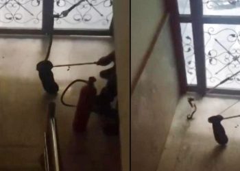 Şanlıurfa’da yılan alarmı! Binaya girdiğini fark edip telefona sarıldılar